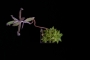 Krystof Vlcek - Cacti 2