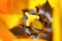 TULIPÁN