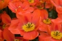 Tulipány