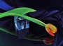Tulipán