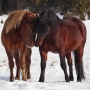 René Sirota - horses Valentine´s day I.
