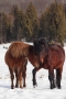 René Sirota - horses Valentine´s day II.