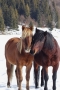 René Sirota - horses Valentine´s day III.