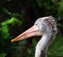 Pelikán