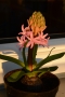 Hyacint