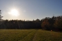 Linie