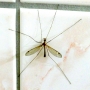 NEZVANÝ HOST