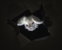 Scary bunny