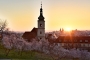 Jiří Kulíšek - Kvetoucí mandloně v Seminářské zahradě