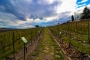 Vinice