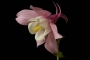 Orlíček - Aquilegia 1