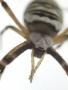 David  Třešňák  - Spider