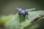 David  Třešňák  - Fly