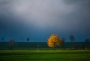 Strom v krajině