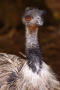 Emu hnědý