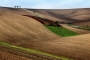 Tři švestky
