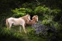 Jan Vodrazka - Wild horses