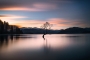 Jan Vodrazka - That Wanaka tree