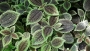Michaela Patlovičová - Pilea involucrata