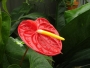 Michaela Patlovičová - Anthurium