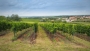 Vinice
