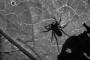 Alexandr Štěrba - Arachnofobie