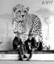 gepard