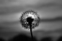 Anna Laštůvková - Dandelion sunset