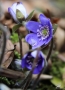Veronika Štofilová - Hepatica nobilis