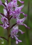 Veronika Štofilová - Orchis militaris