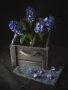 Hyacinty v truhlíku