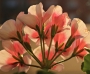 pelargonie