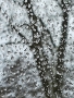 Strom v dešti za oknem