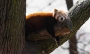 Filip Chvátal - Panda Červená