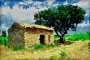 Provence podle Van Gogha.