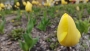 Vojtěch Miňovský - Tulipány