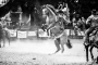 Barbara Poláková - Rodeo II