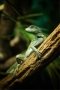 Martin Šafář - Agama Molucká /Hydrosaurus amboinensis/