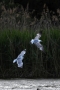 Jan Aulický - Mr. and Mrs. Seagull... 