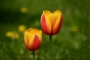 Tulipány