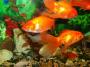 Orange fish 2