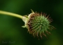 Vašek Zbořil - Acaena microphylla 1