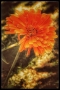 Anežka Majdanová - Příroda🌼