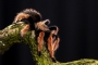 Sklípkan Böhmeův (Brachypelma boehmei)