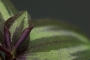 Hana Martinková - Chlupatá - tradescantia