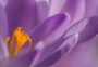 Krokus