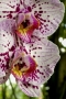 Orchidej