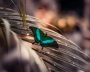 Papilio blumei