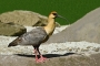 Ibis šedokřídlý