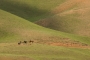 Jiří Šneider - Koně v Kyrgyzstánu